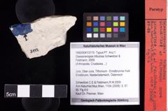 Foto (Objekt + Etiketten) von Glaessneropsis tribulosa (Schweitzer & Feldmann, 2009) 